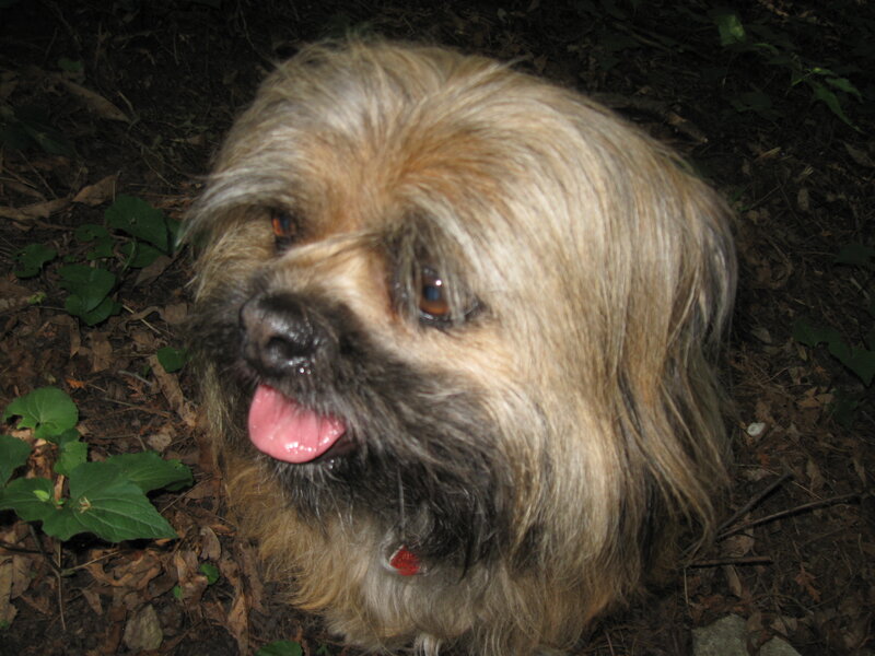dog in forest with tongue out