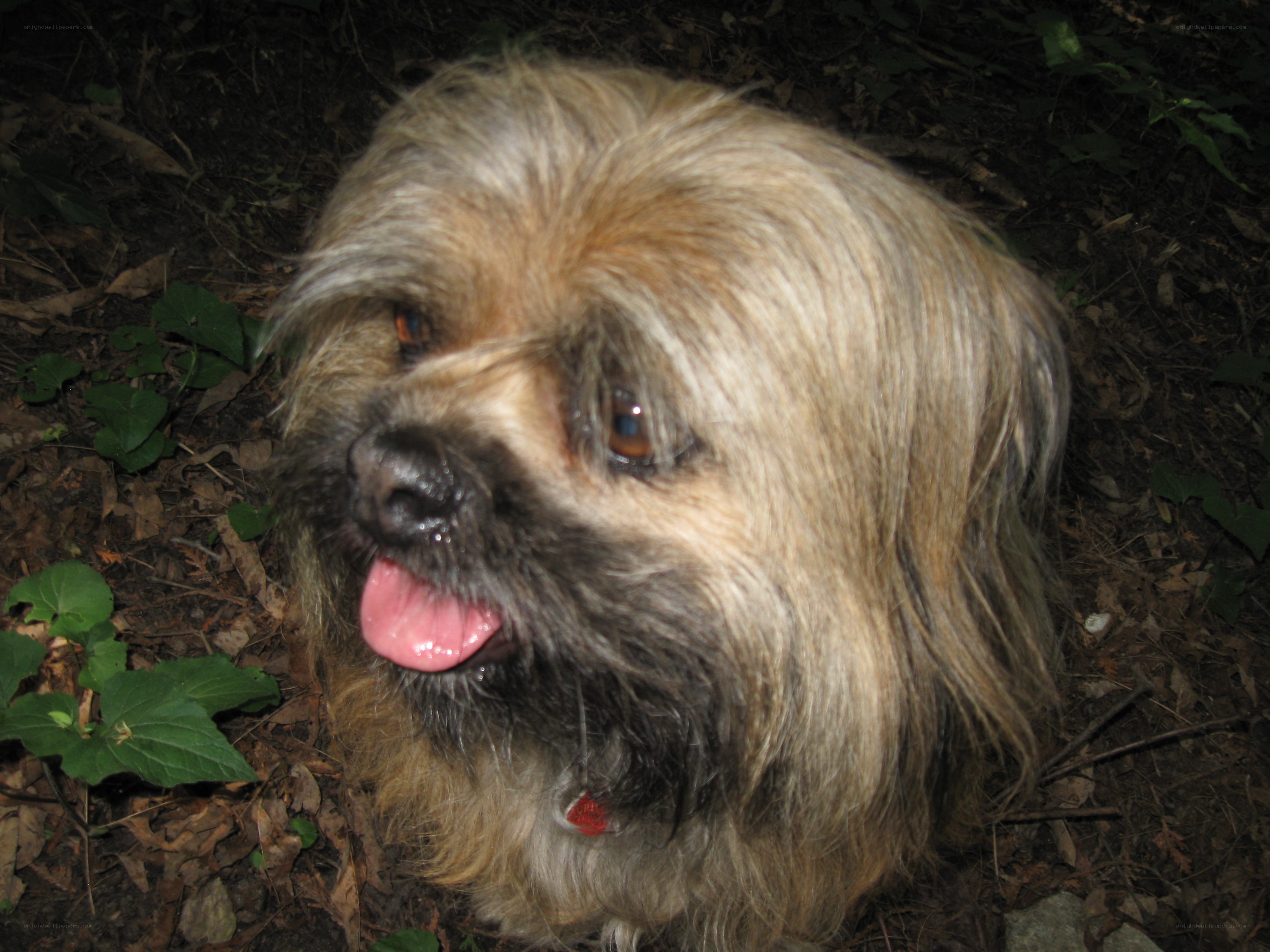 dog in forest with tongue out