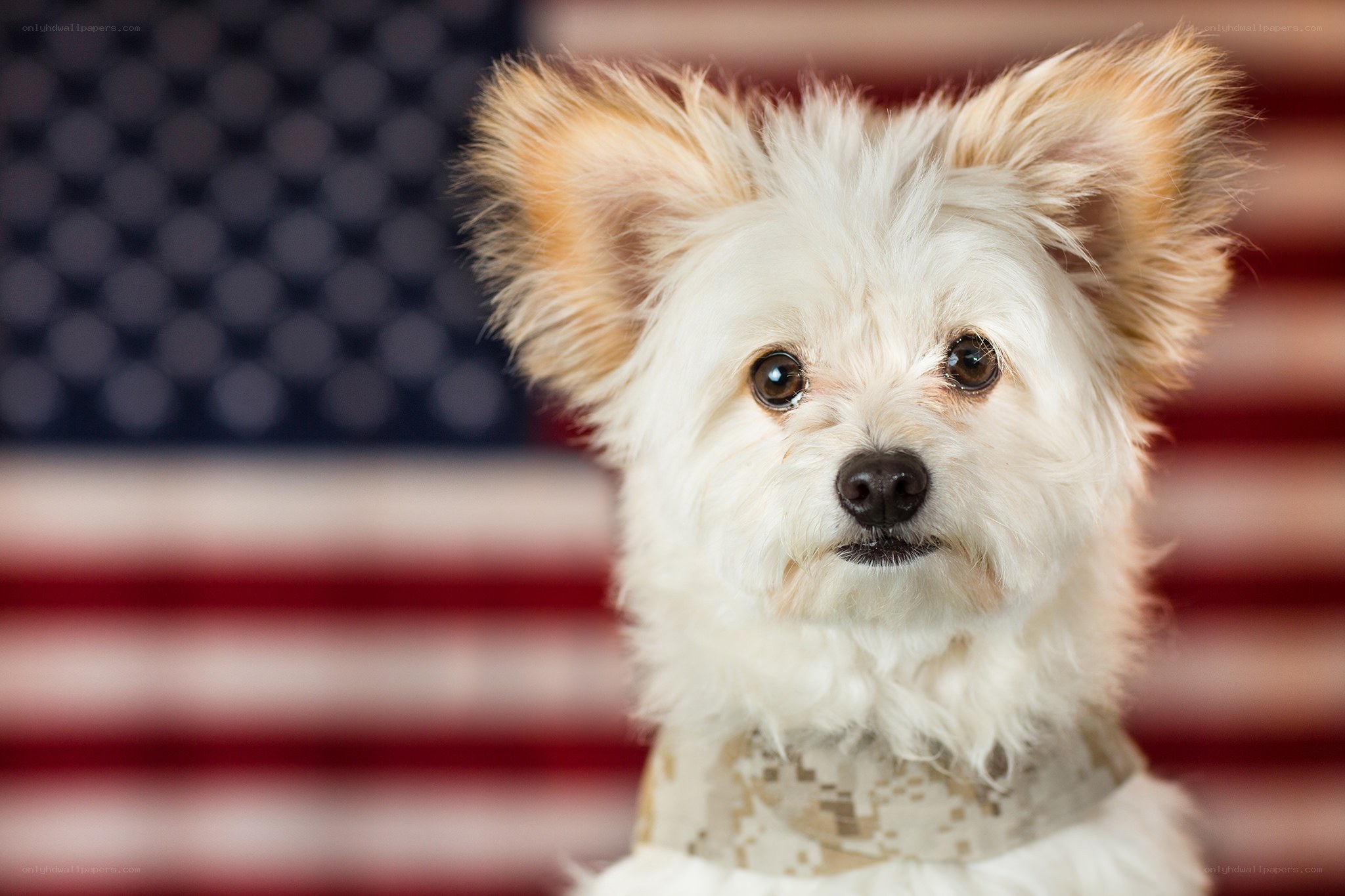 dog in front of American flag