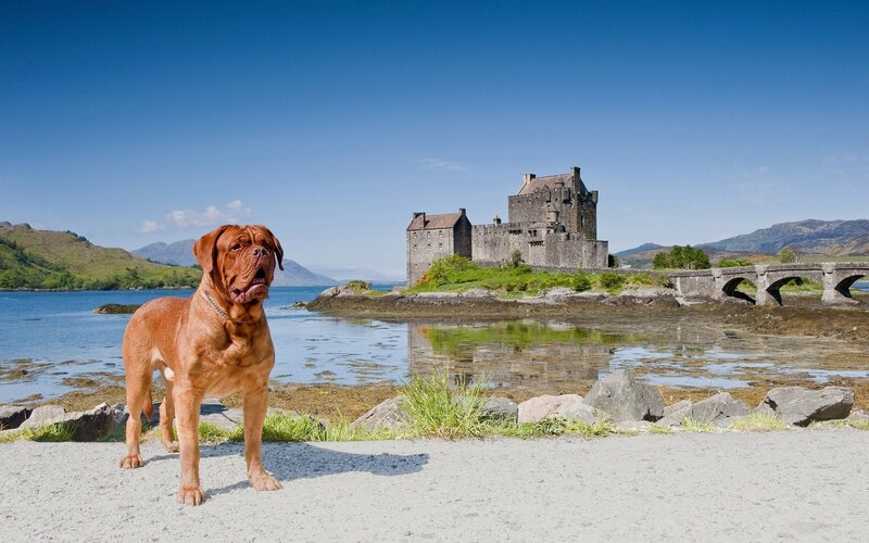 Dog in Front of Castle