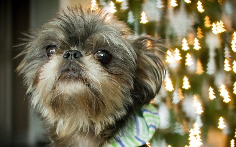 dog in front of christmas lights
