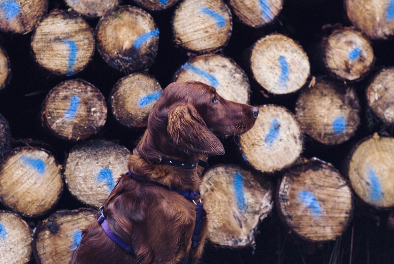 dog in front of logs