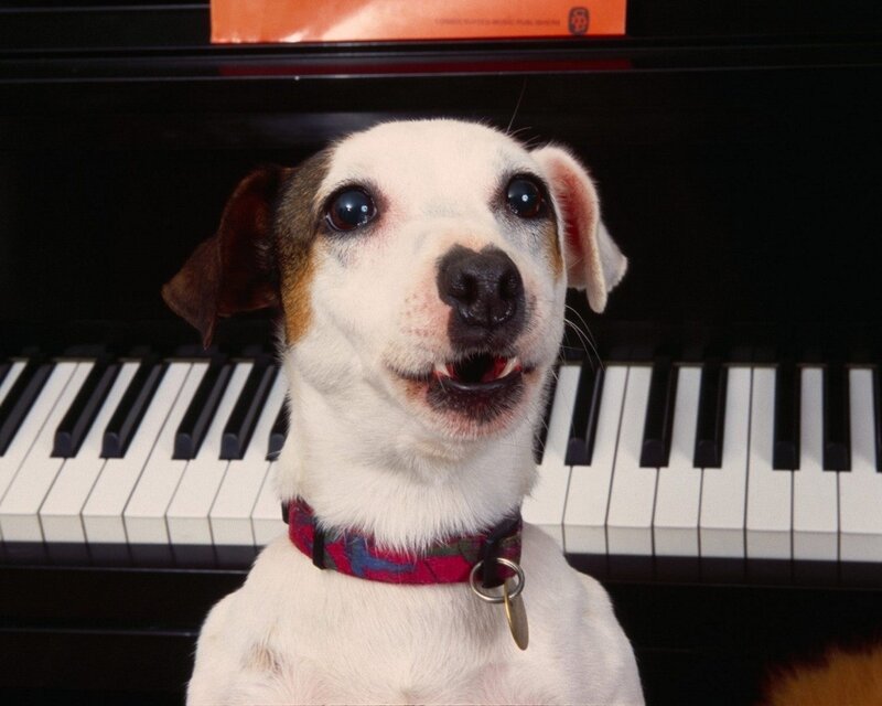 dog in front of piano