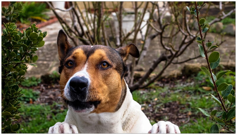Dog in Garden — Brown
