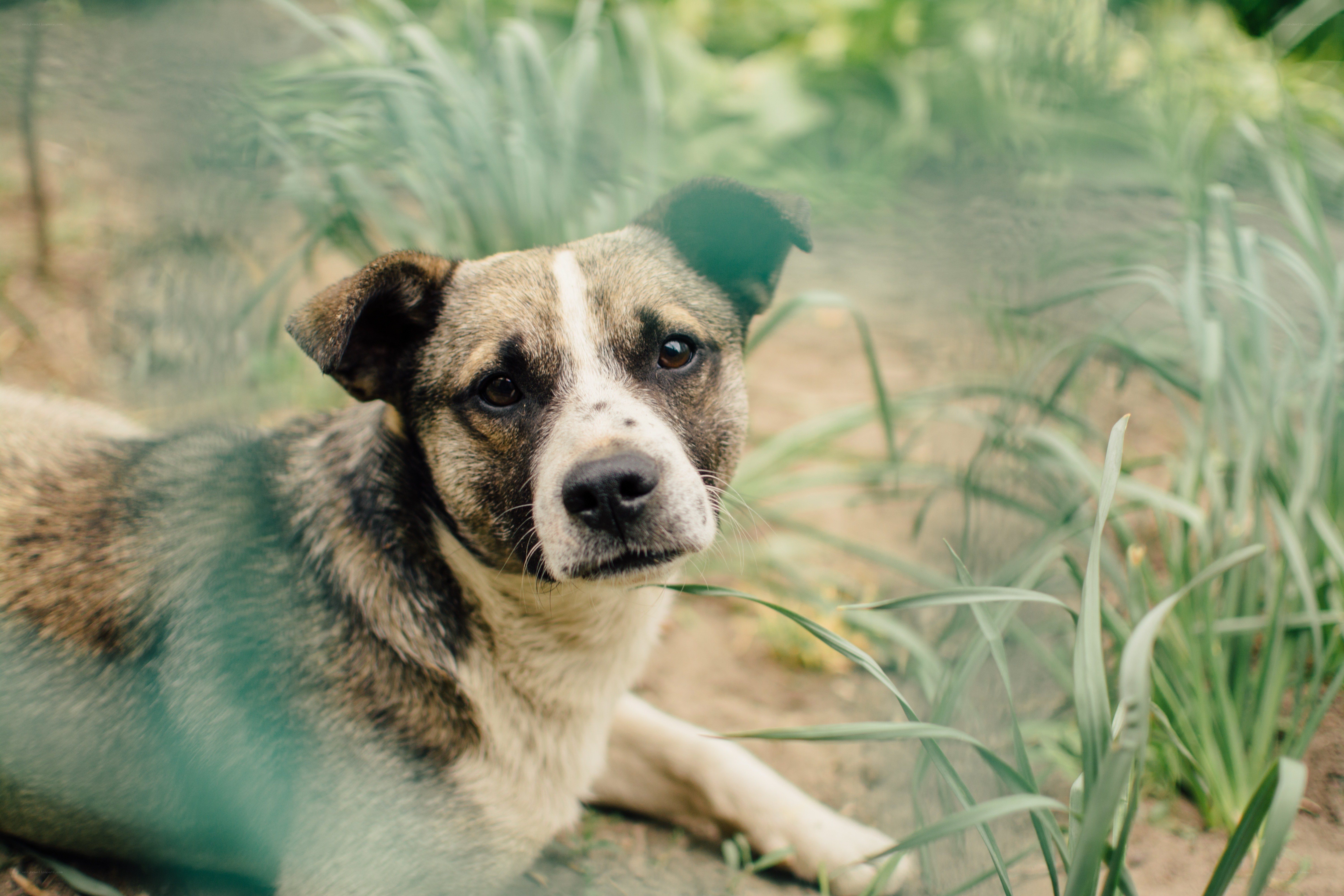 dog in garden looking at camera