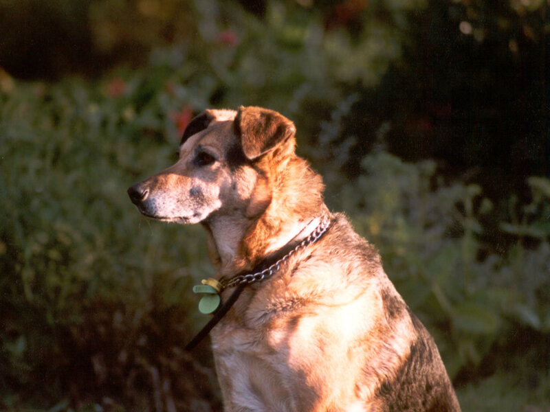 dog in garden sunlight