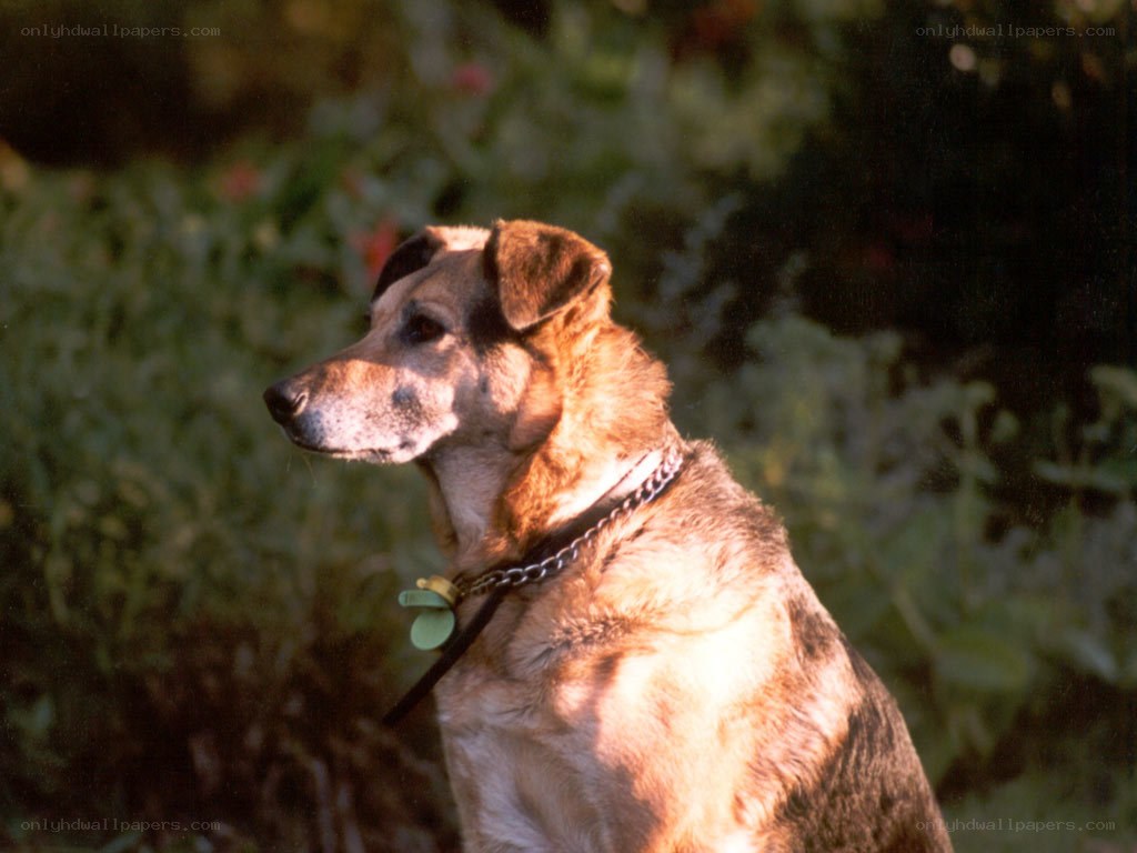dog in garden sunlight