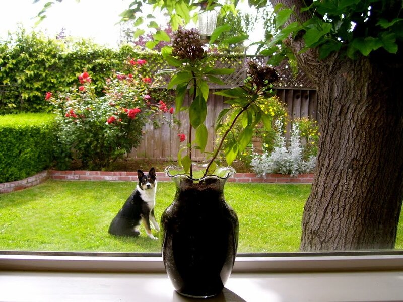 Dog in Garden