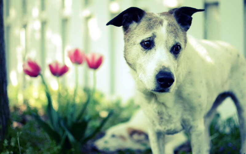 Dog in Garden — White, Calm