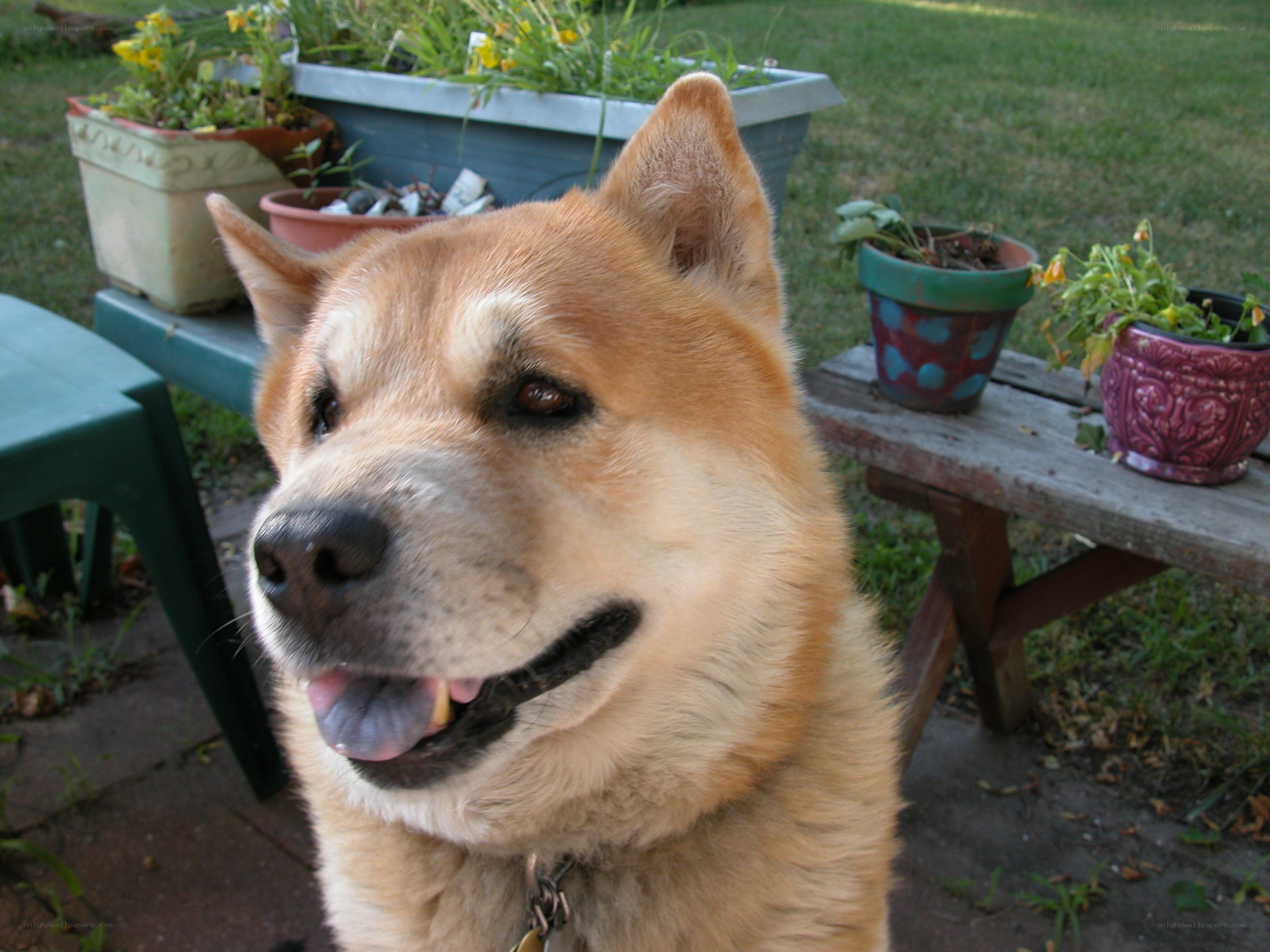 dog in garden with pots
