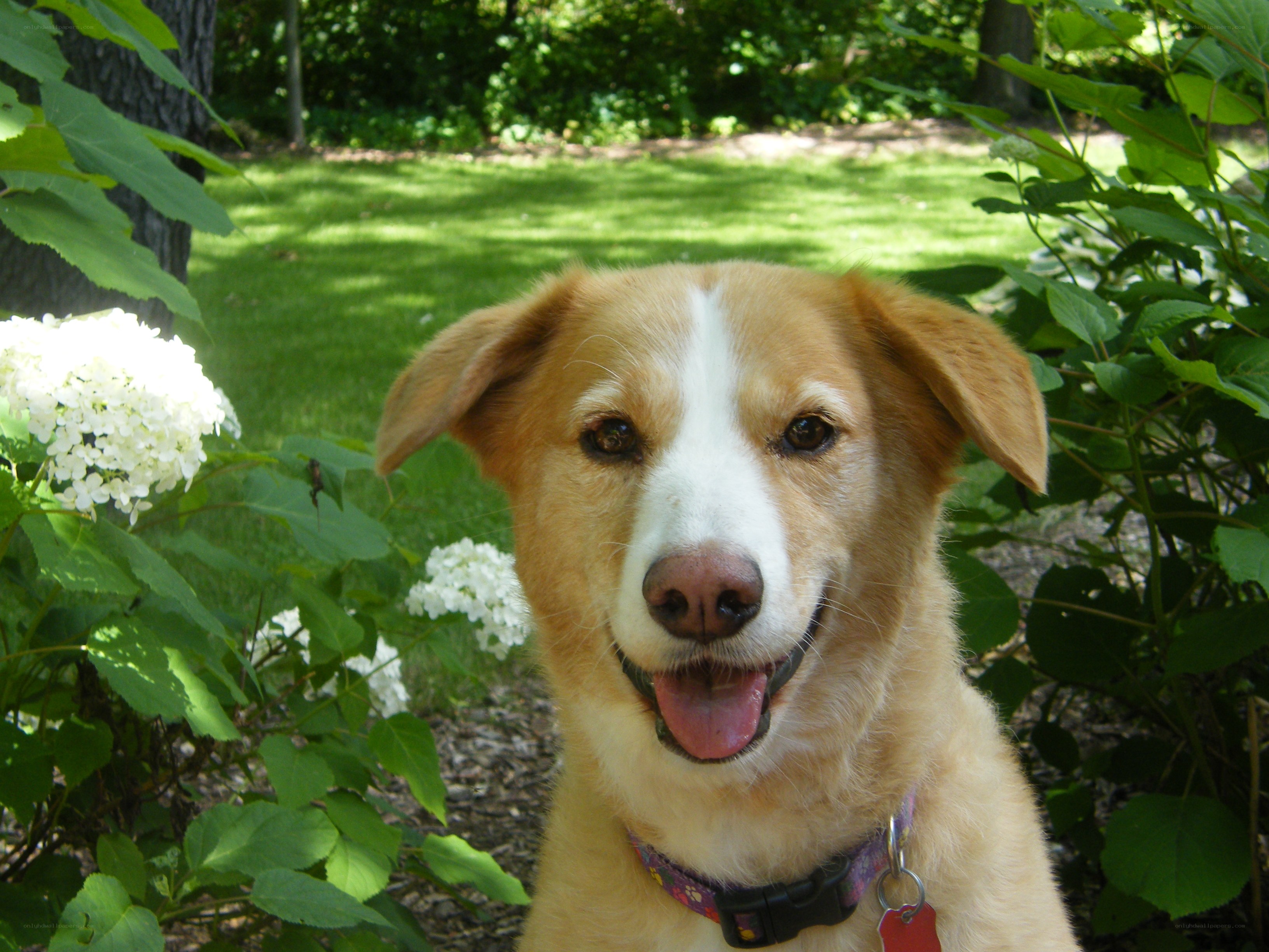 dog in garden with white flowers