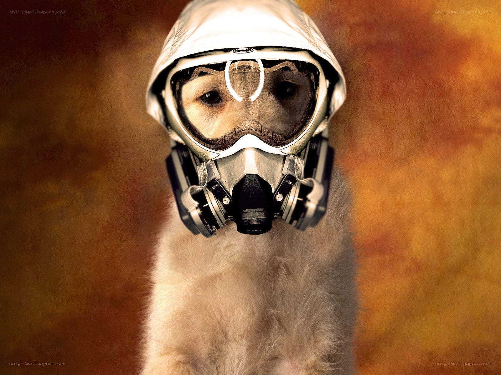 dog in gas mask
