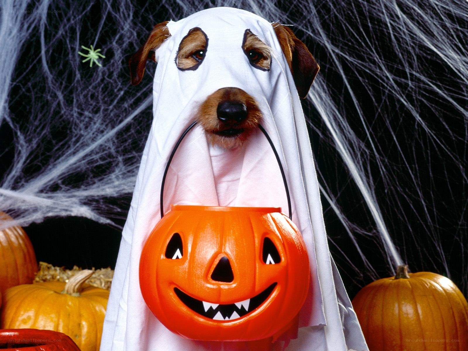 dog in ghost costume