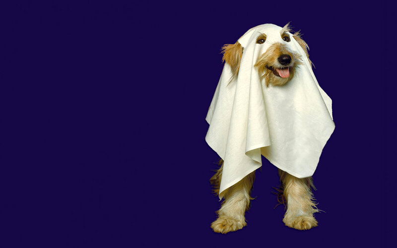 Dog in Ghost Costume — White, Playful