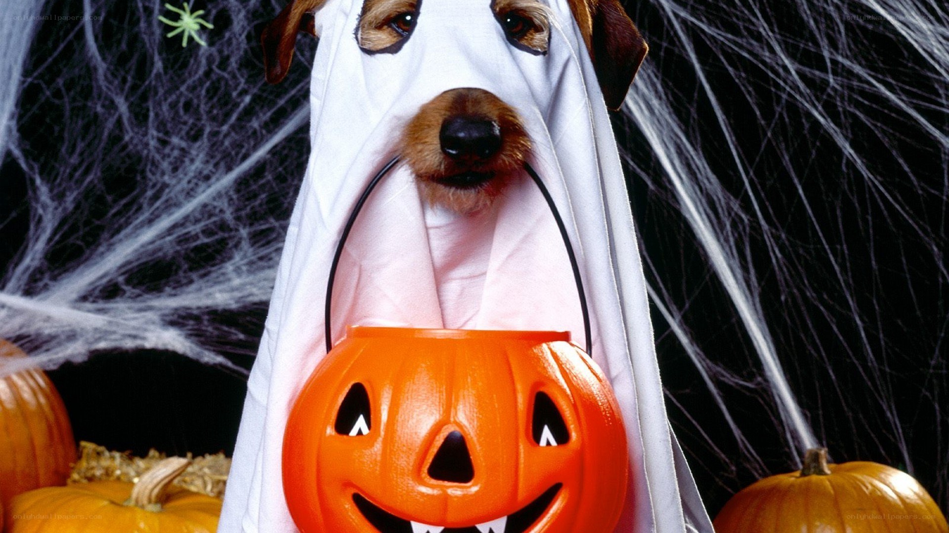 Dog in ghost costume with pumpkin