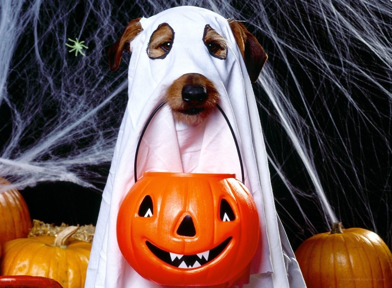 dog in ghost costume