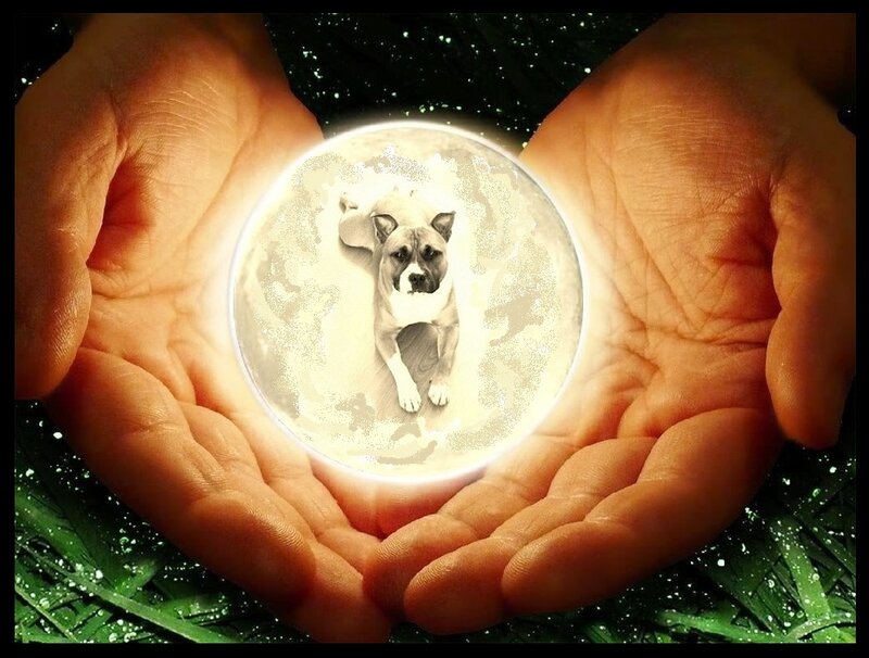 Dog in Glowing Orb