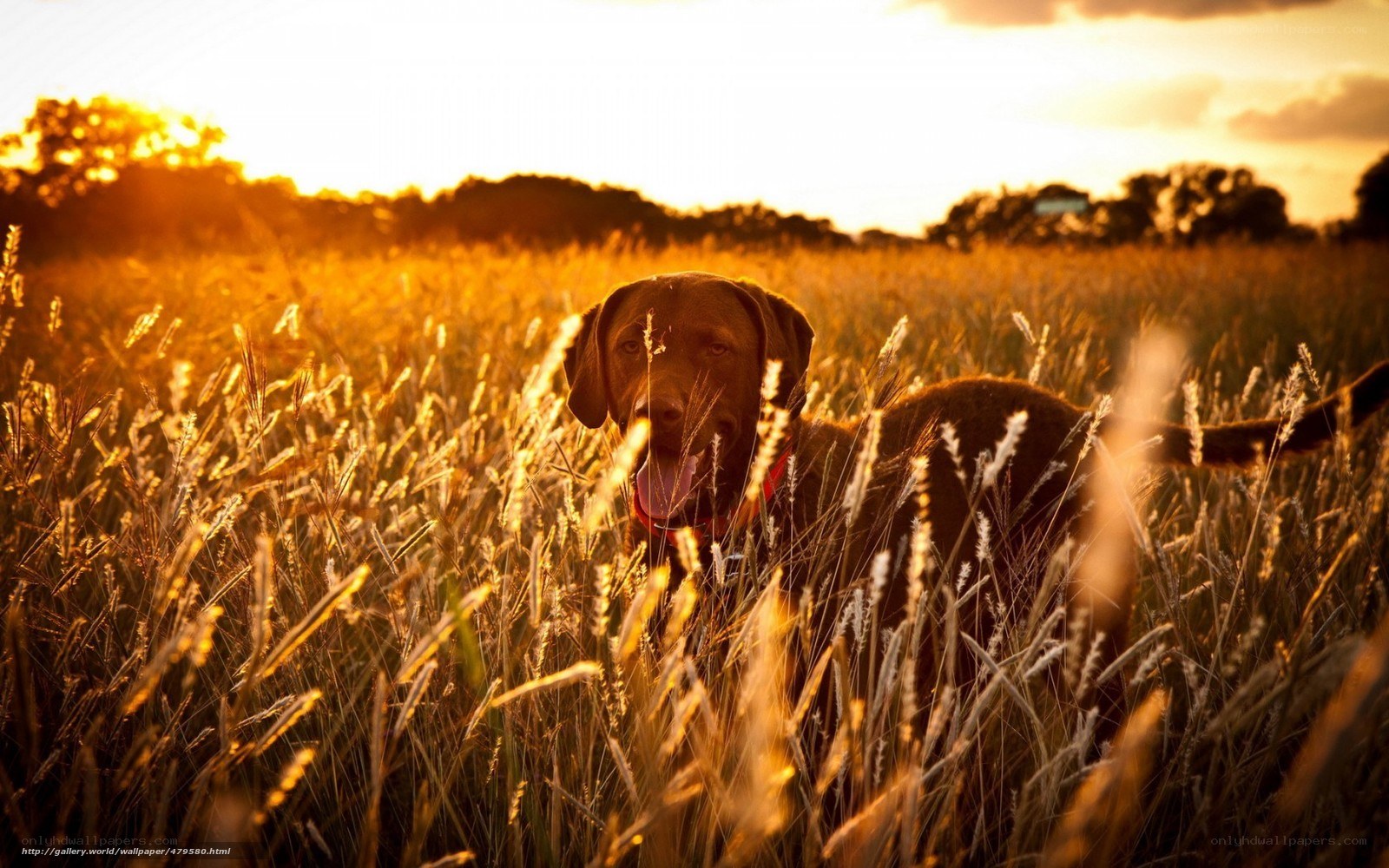 dog in golden field at sunset