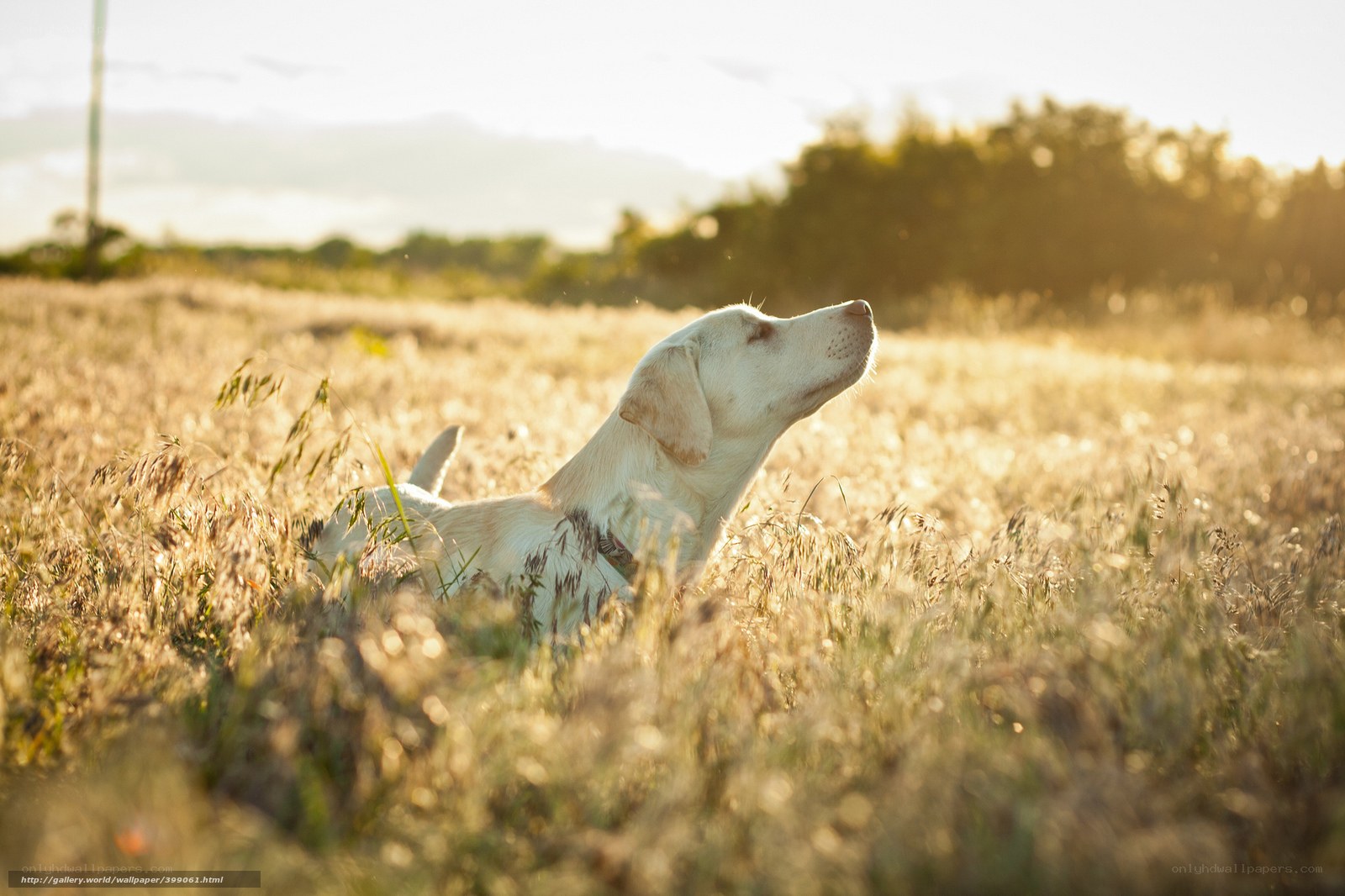 dog in golden field