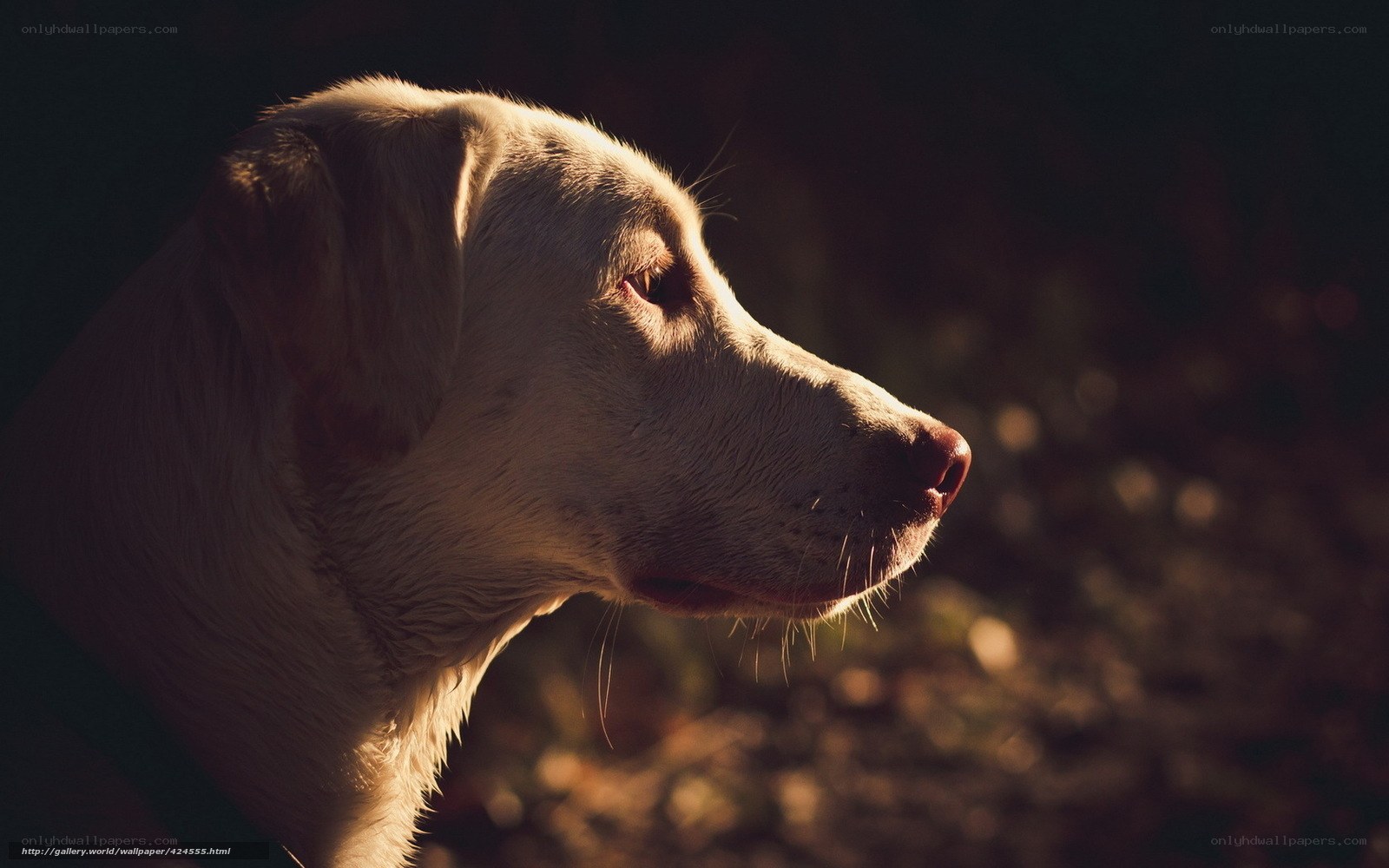 dog in golden light