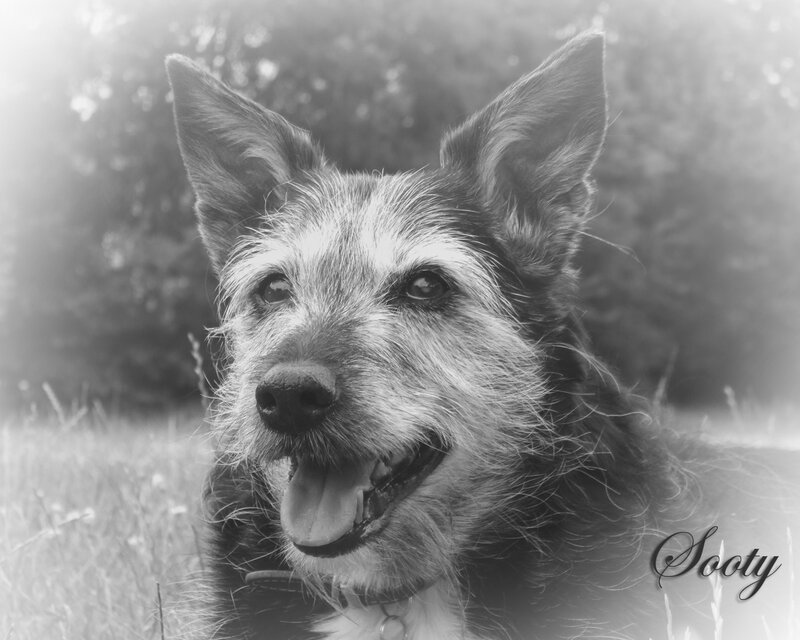 Dog in Grass — Black