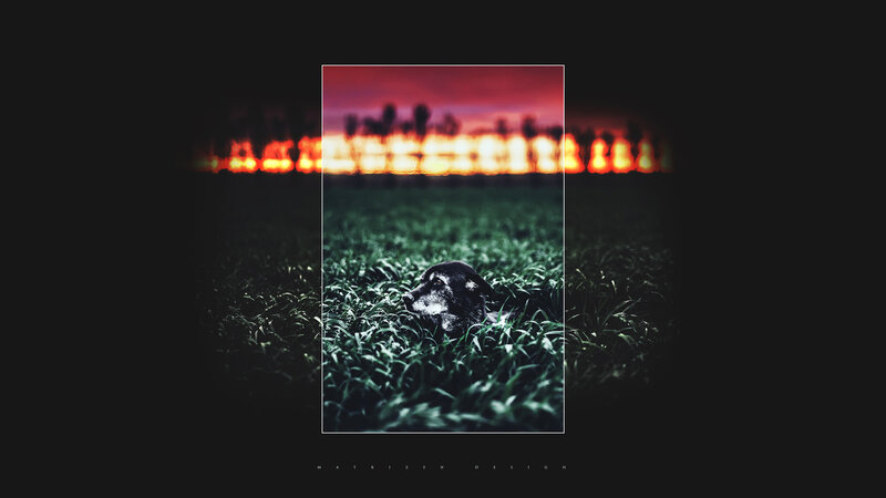 Dog in Grass Field — Green, Dramatic