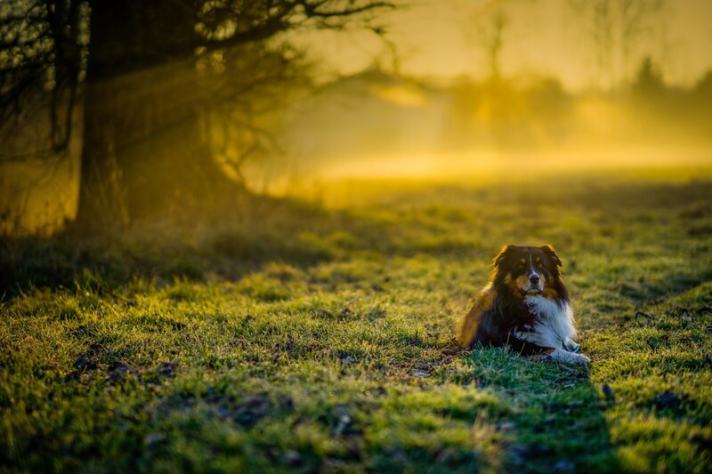 Dog in Grass Field — Green, Serene