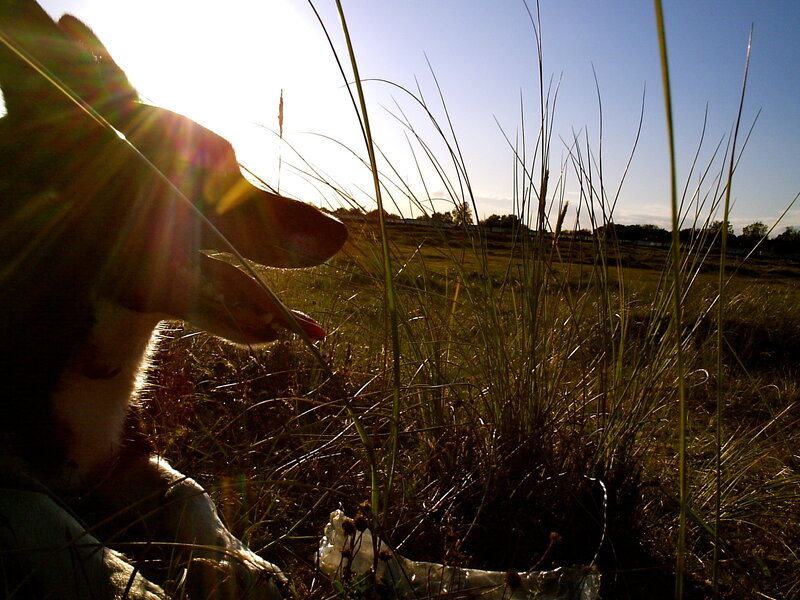 Dog in Grass Field — Green