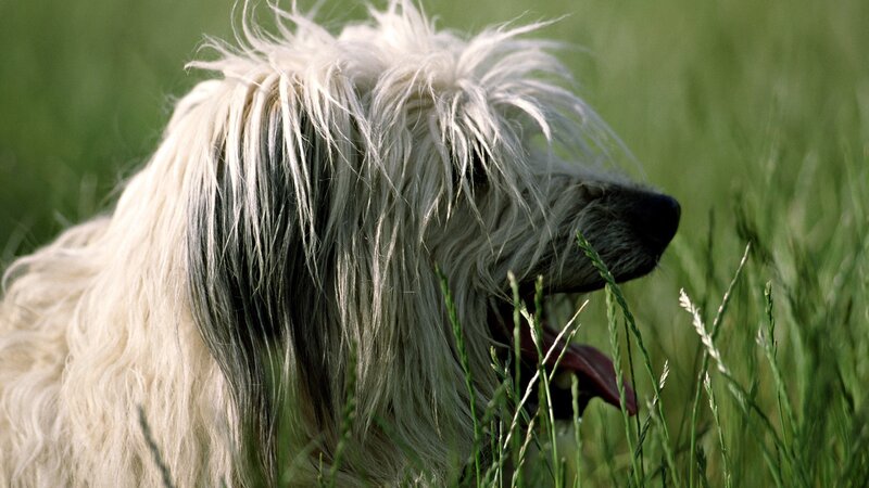 dog in grass field