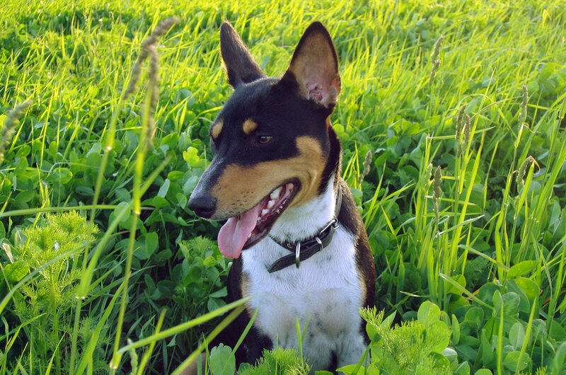 Dog in Grass — Green, Calm, Afternoon