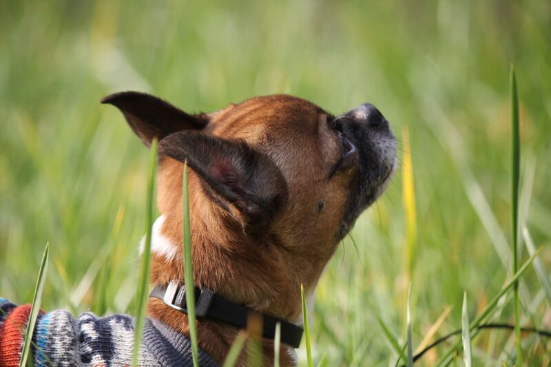 Dog in Grass — Green, Calm