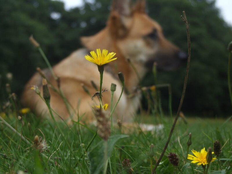 Dog in Grass — Green