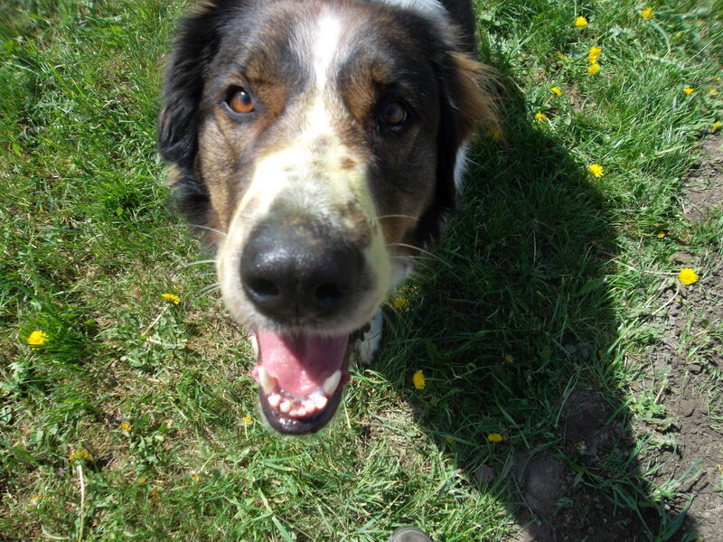 Dog in Grass