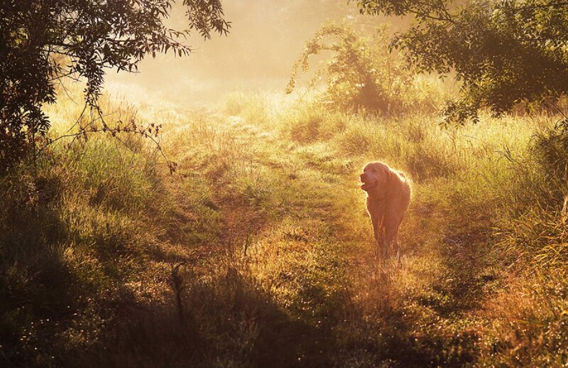 Dog in Grassy Field