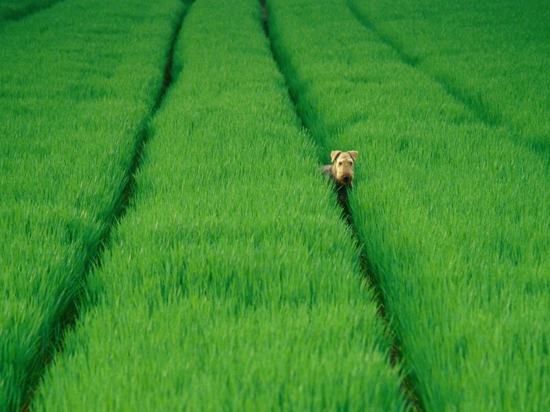 Dog in Green Field — Serene