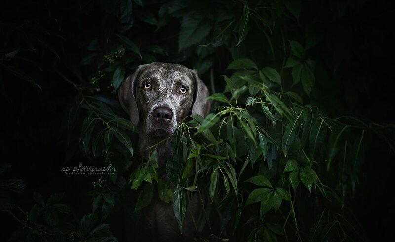 Dog in Green Foliage — Dramatic