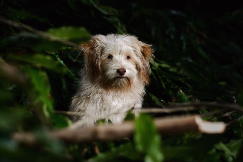 dog in green foliage