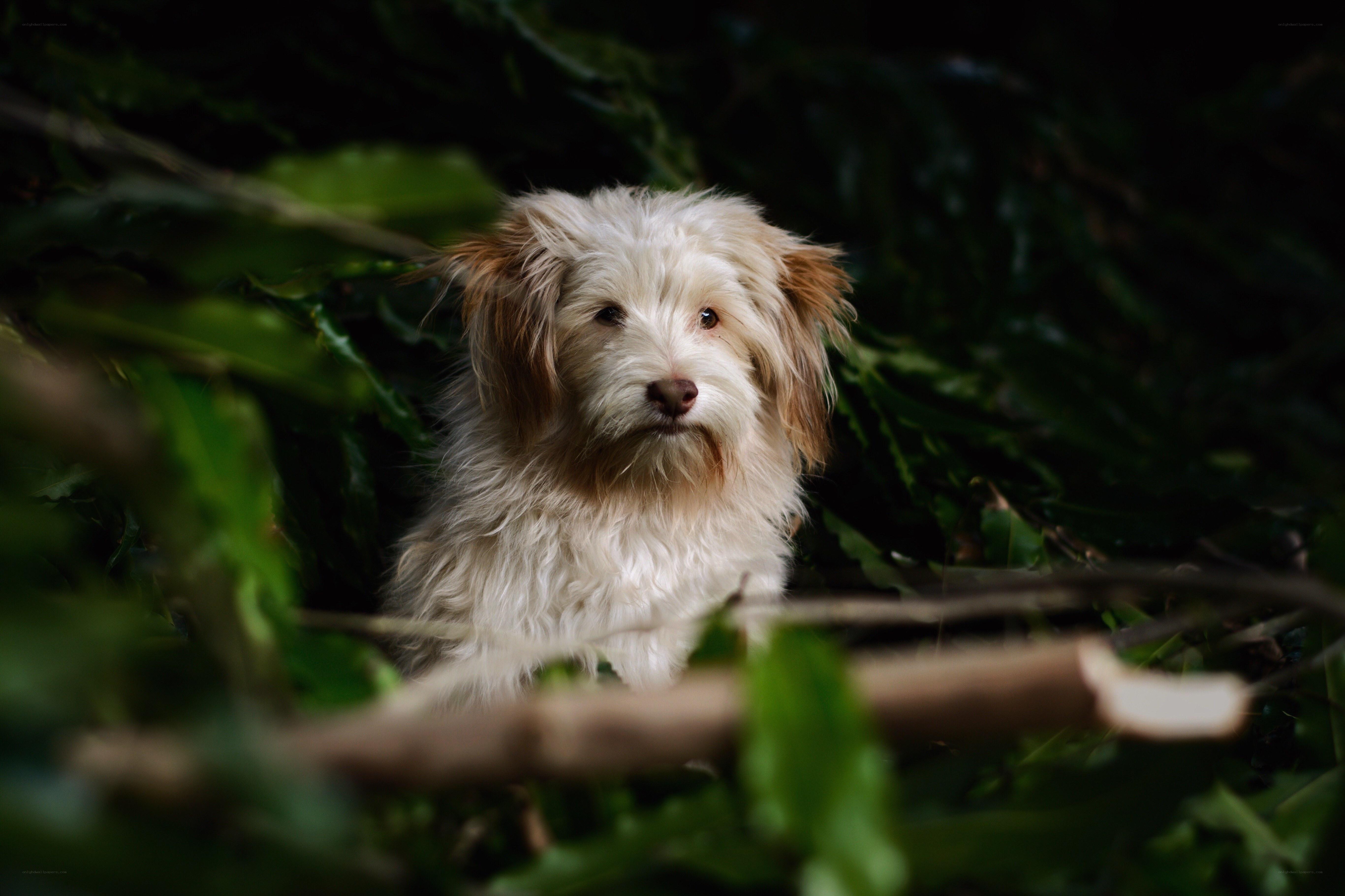 dog in green foliage