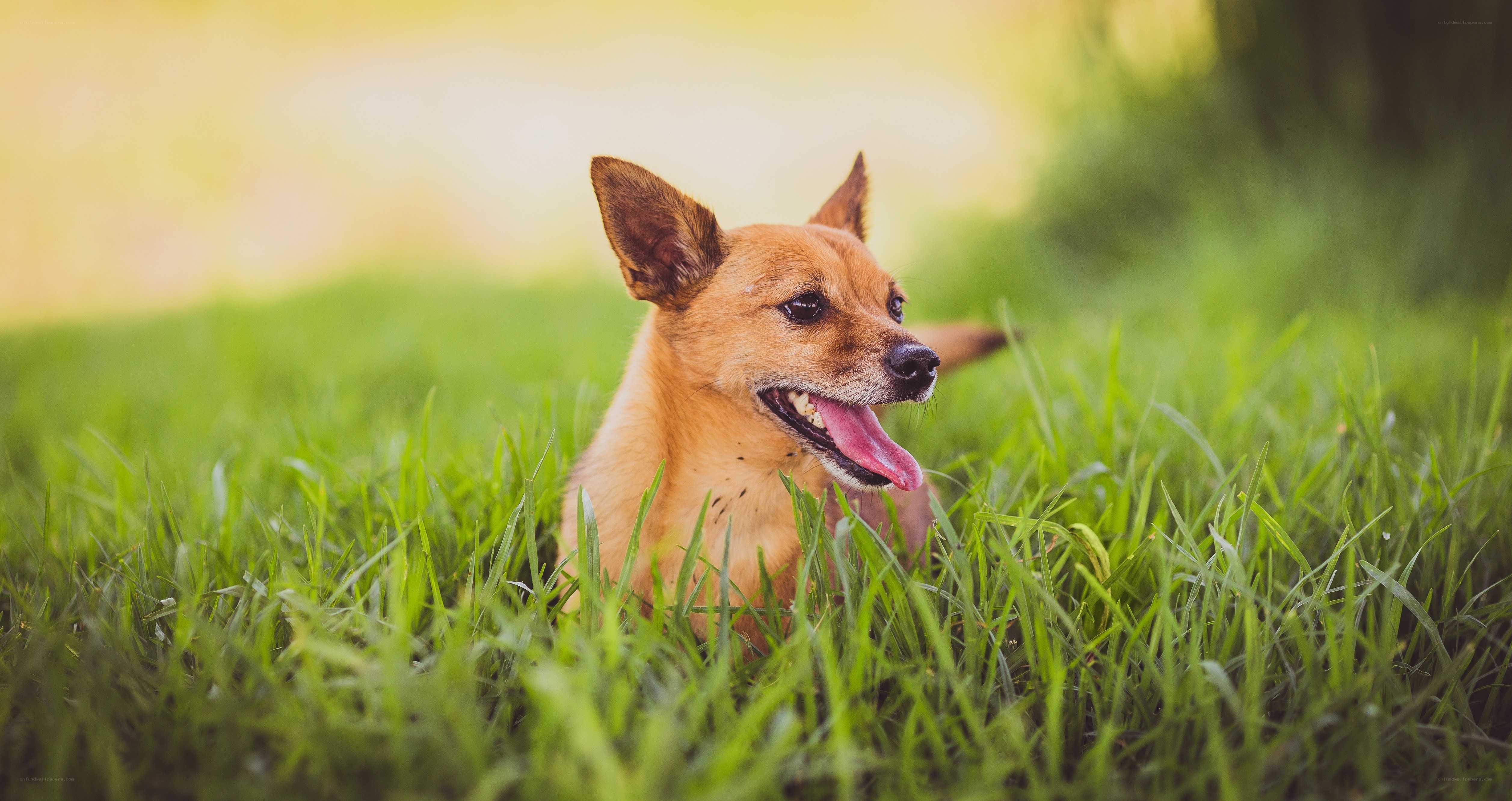 dog in green grass