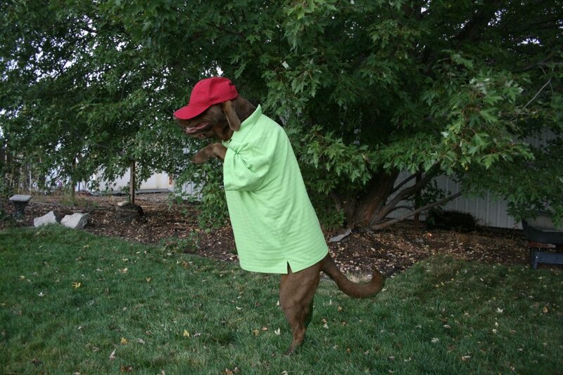 dog in green shirt and red hat