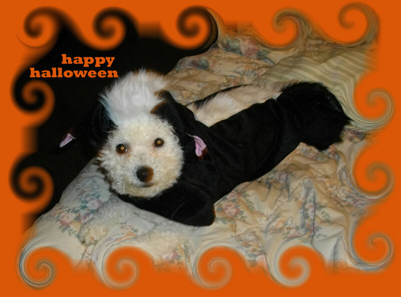 dog in halloween costume