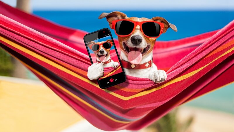 Dog in Hammock — Red