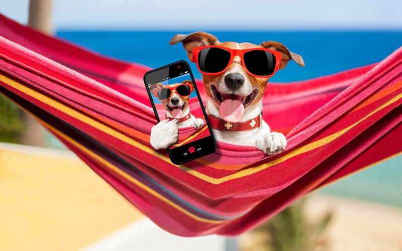 Dog in Hammock