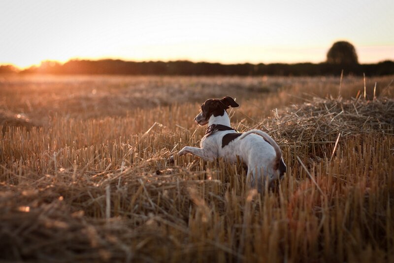 Dog in Harvested Field — Brown