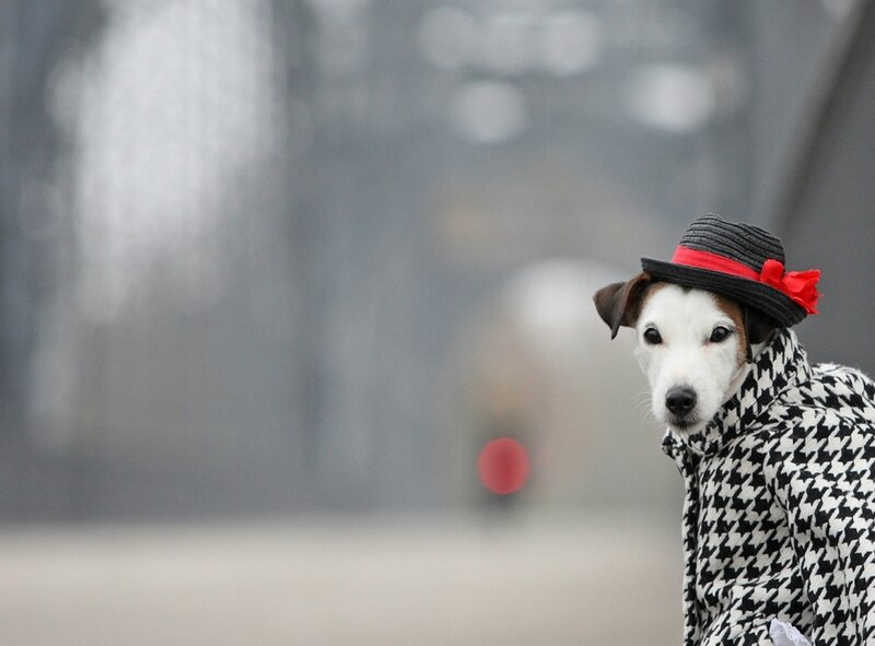 Dog in Hat and Coat