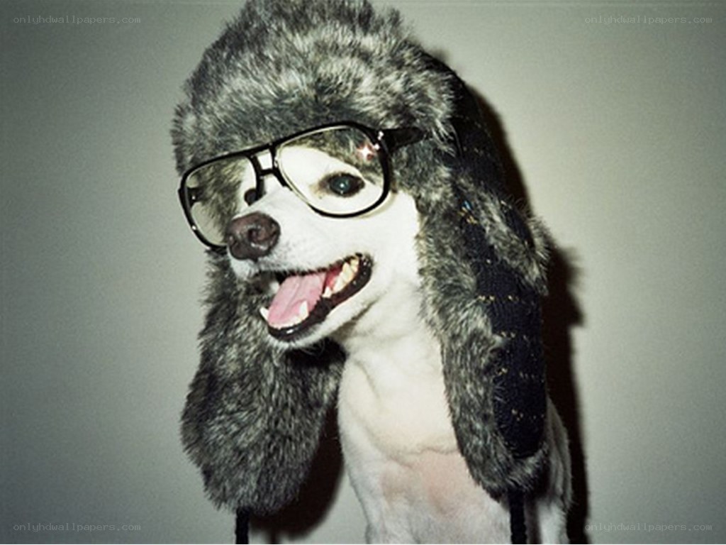 dog in hat and glasses