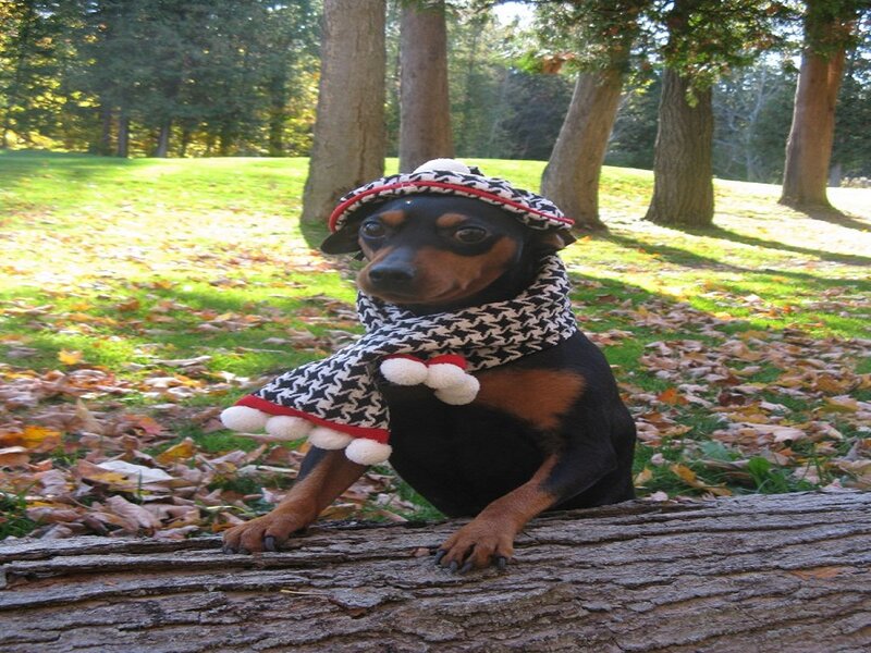 Dog in Hat and Scarf
