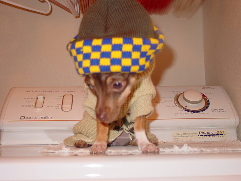 dog in hat on dryer