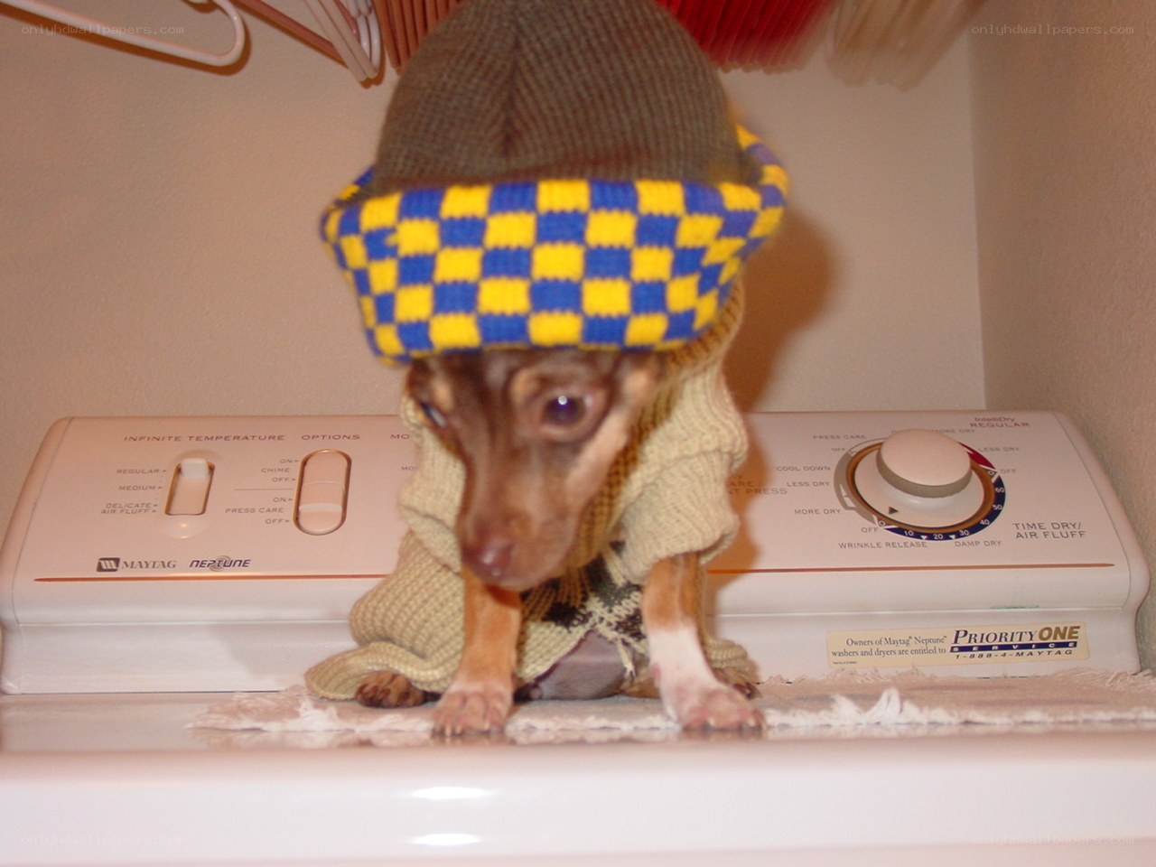 dog in hat on dryer
