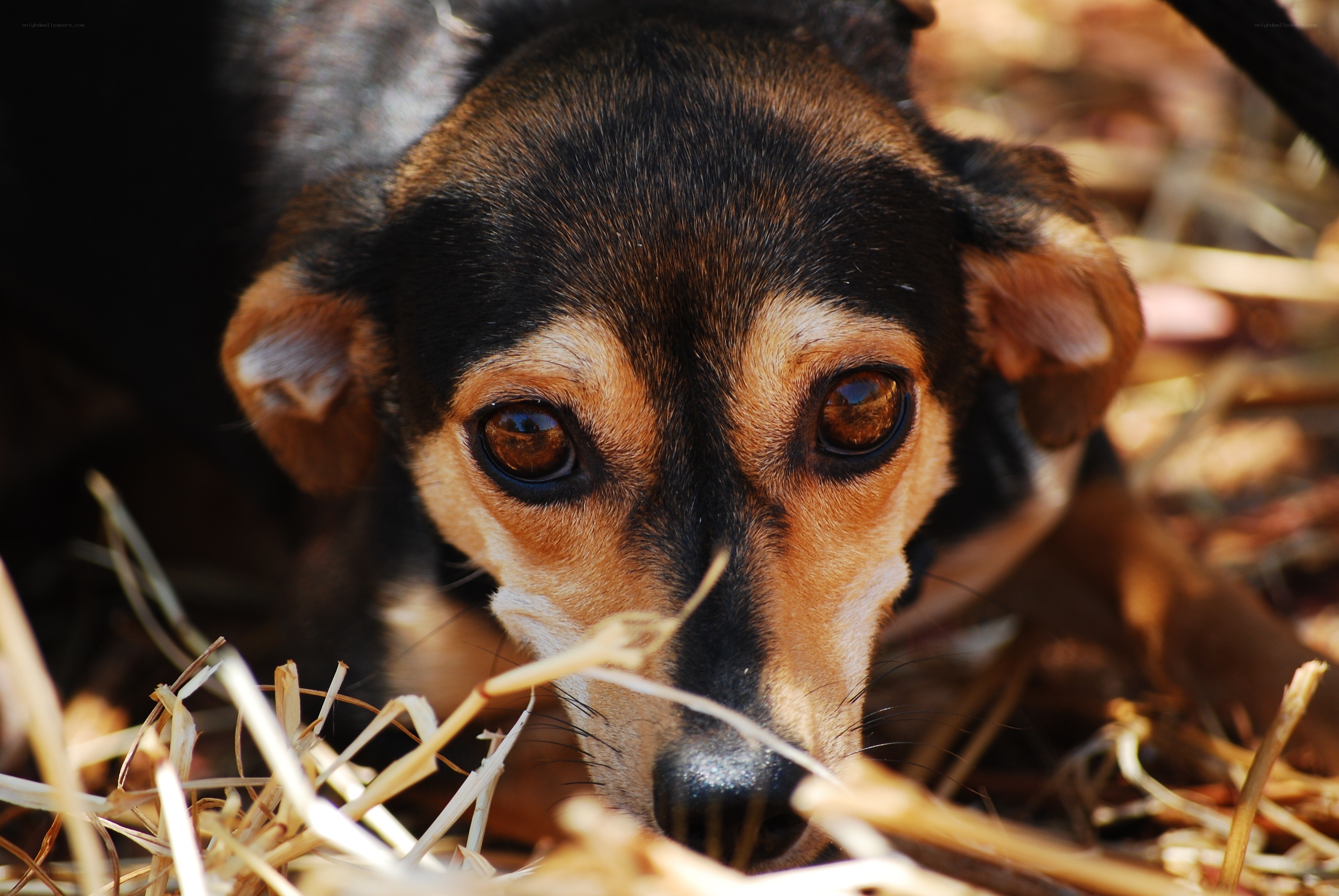 dog in hay looking at camera
